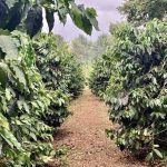 Coffee row Kilimanjaro Plantation environmental responsibility