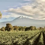 kilimanjaro-plantation-coffee