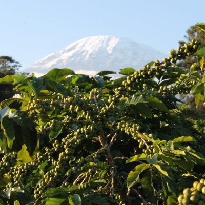kilimanjaro-plantation-coffee